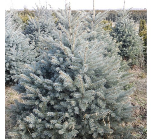 Ель колючая Глаука (Glauca) С3